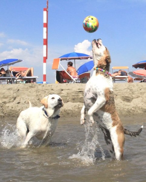 MACCARESE: RIAPRE BAU BEACH... 7 MILA METRI QUADRI DI GIOIA CON GLI AMICI A QUATTRO ZAMPE | L'Osservatore d'Italia